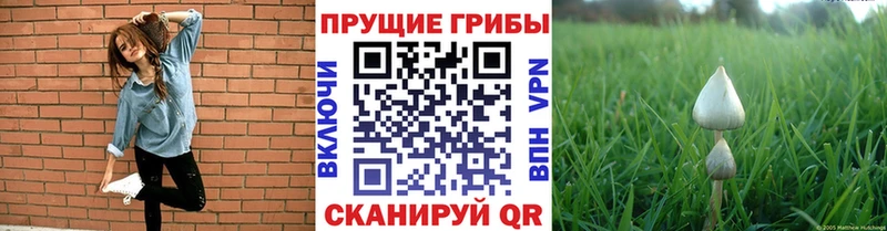 ссылка на мегу как зайти Стародуб Псилоцибиновые грибы прущие грибы